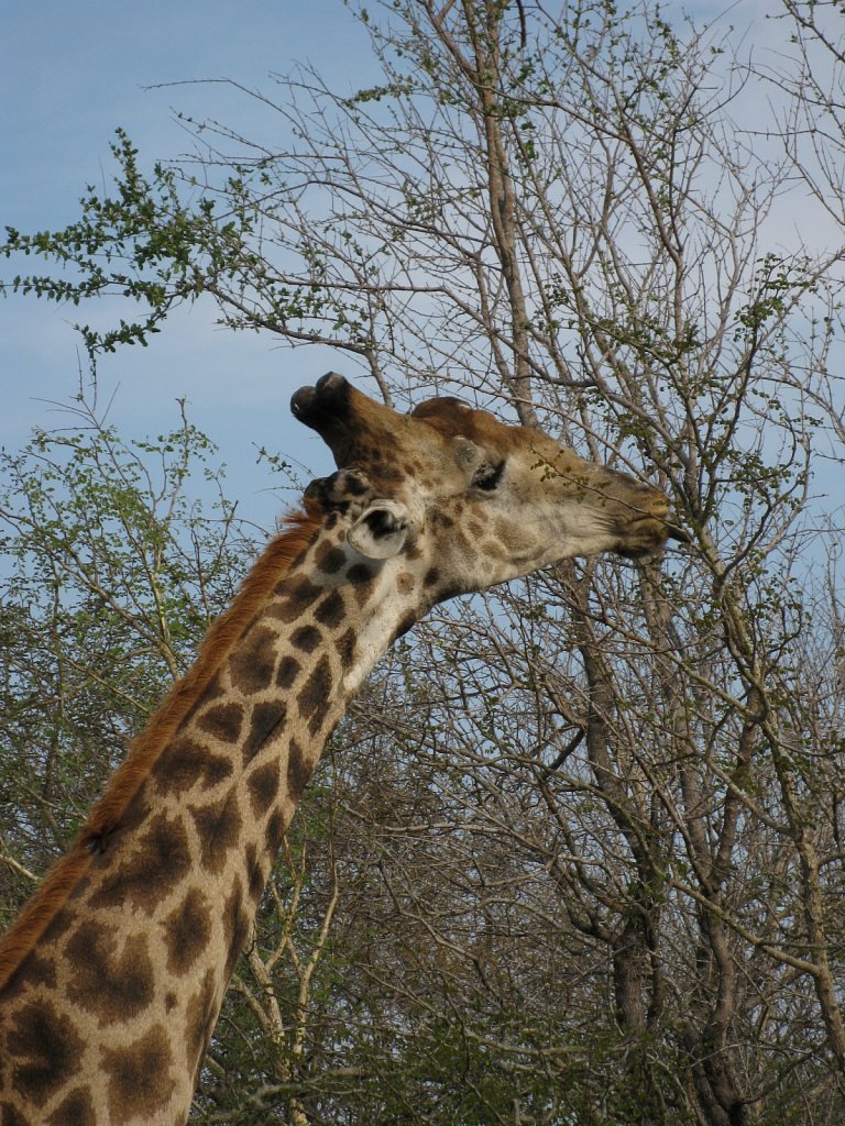 Giraffe