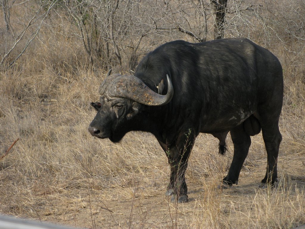 Buffalo bull