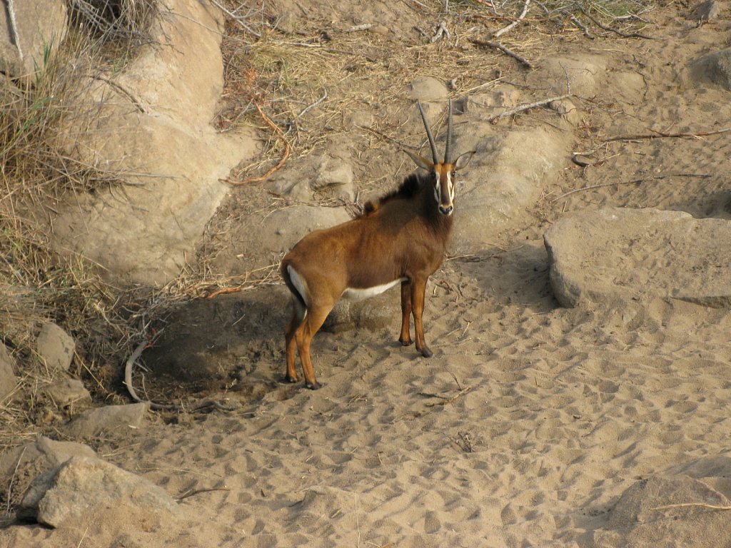 Sable antelope