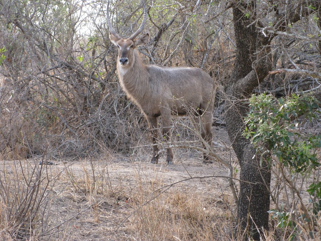 Waterbuck