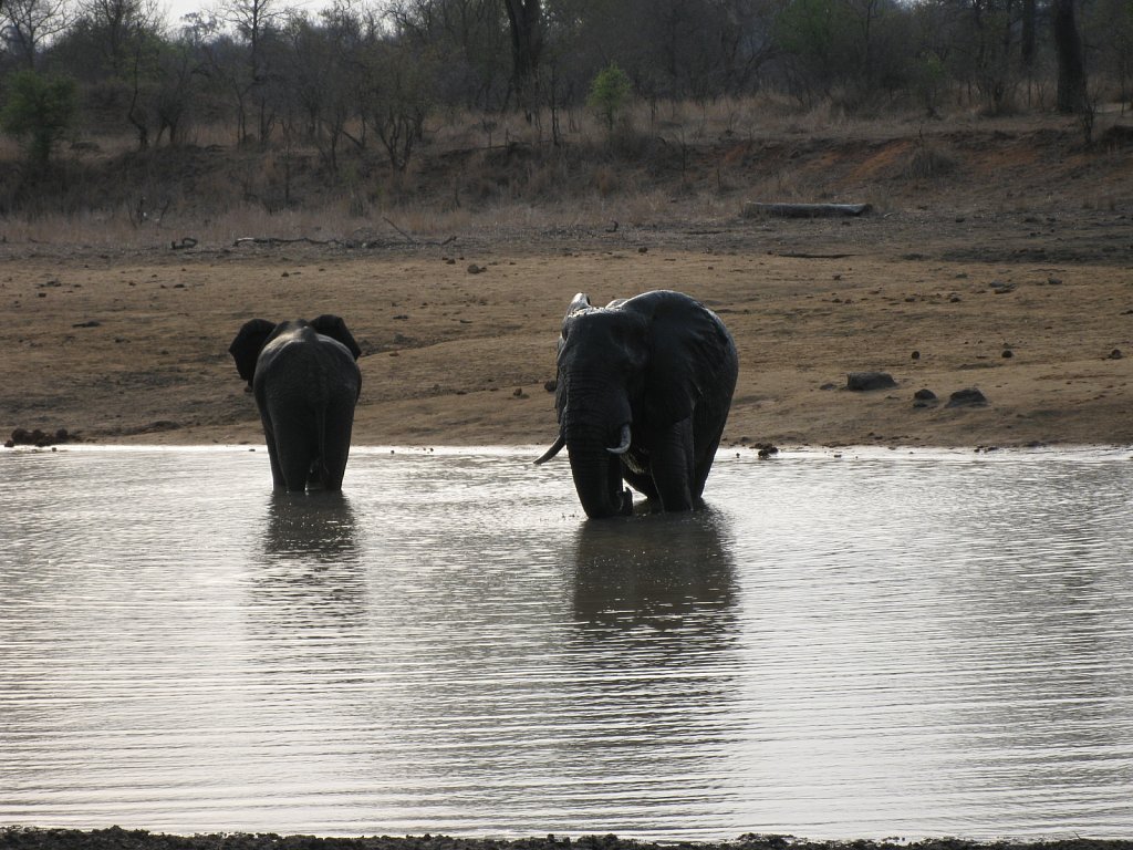 Bathing elephants