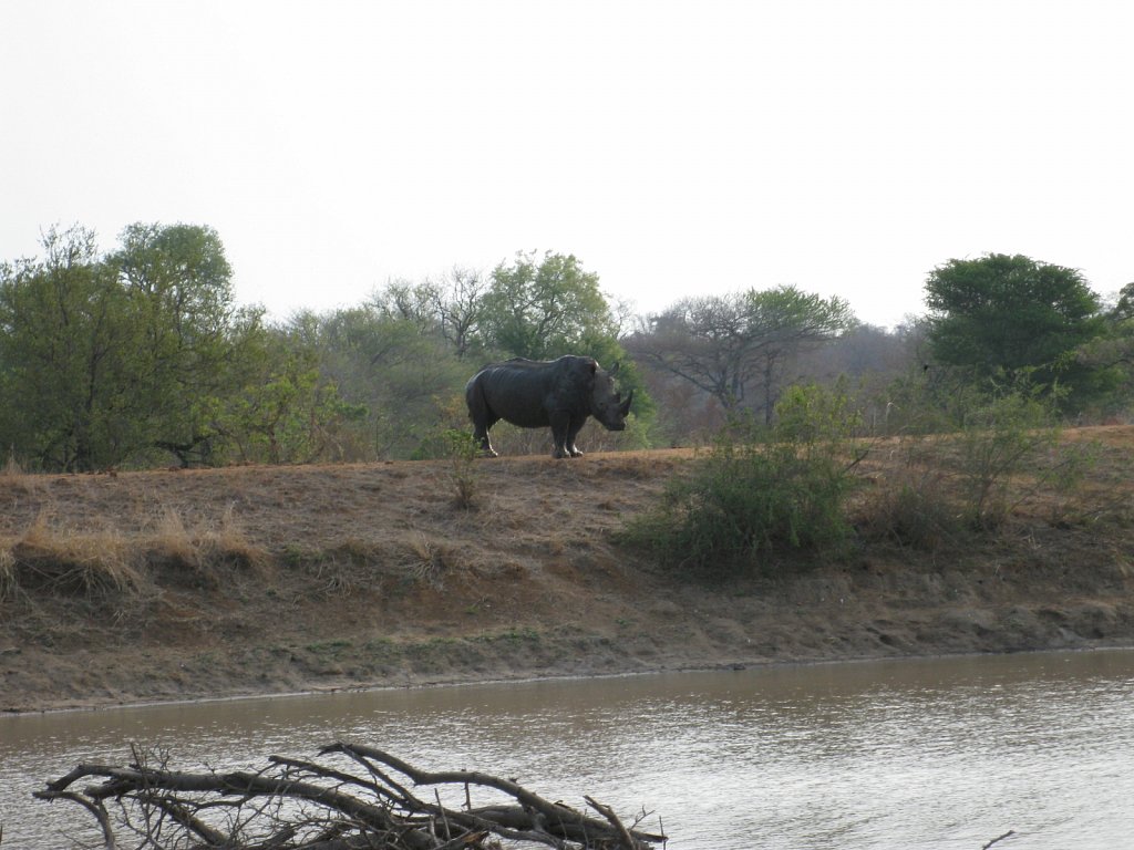 Rhino at the water hole