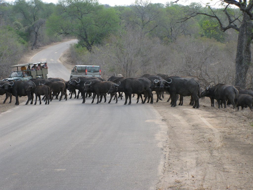 Buffalo herd