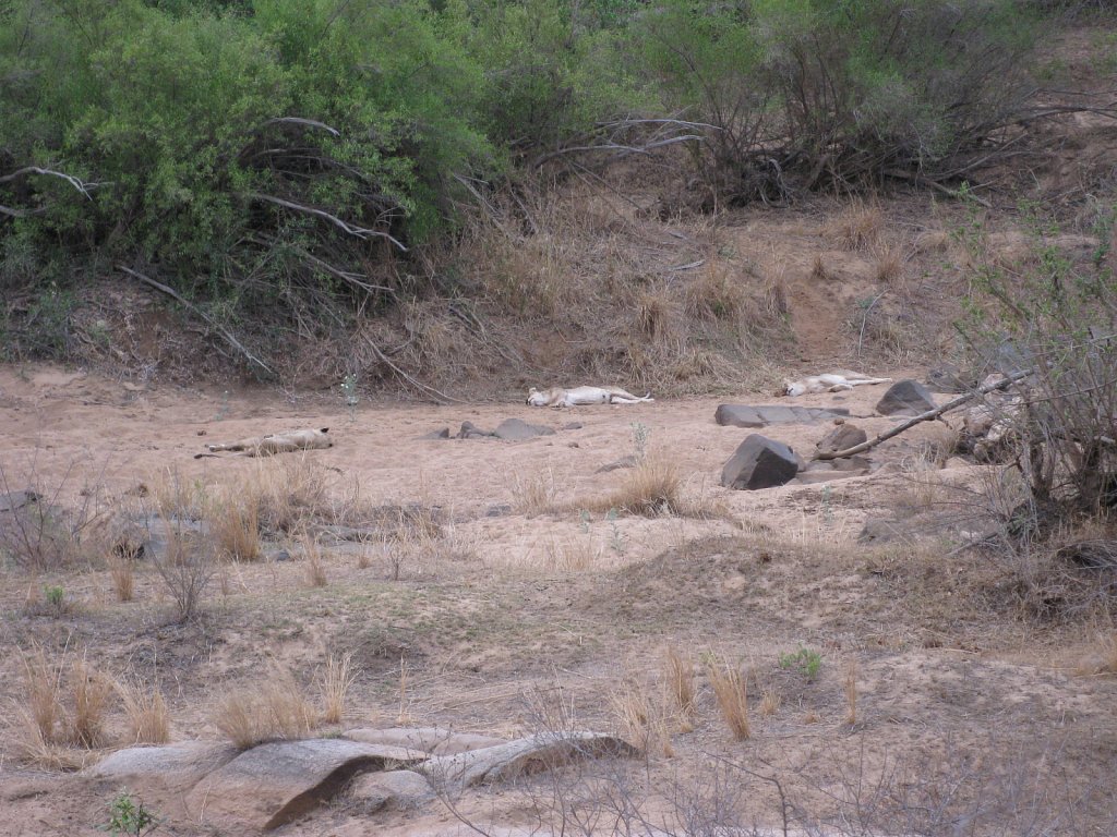 Group of relaxing lions