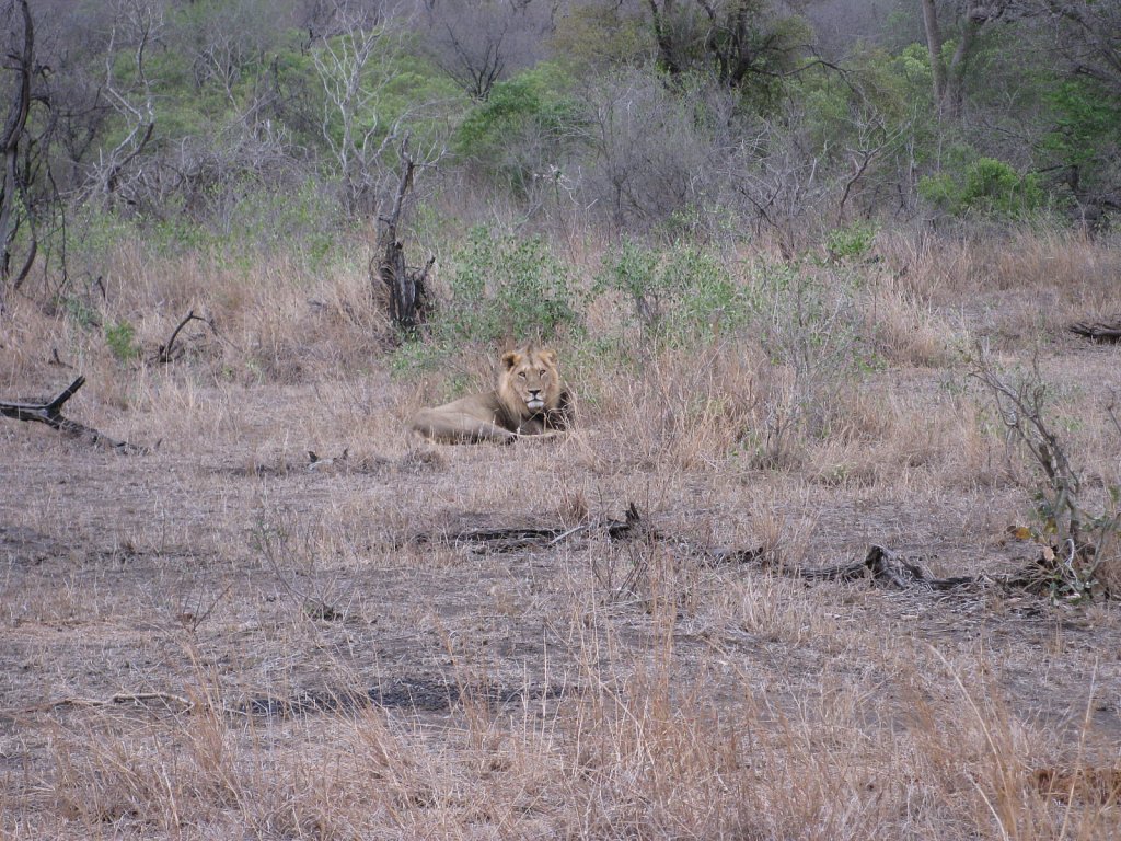 King of the animals: Male lion