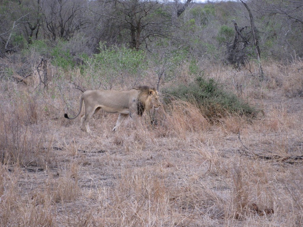 Male lion