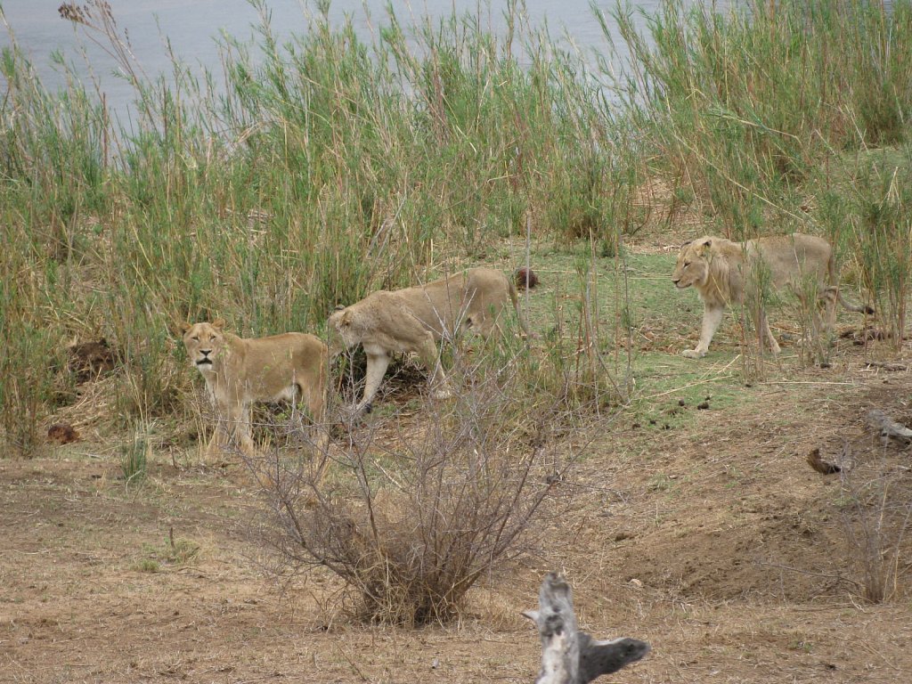Hunting female lions