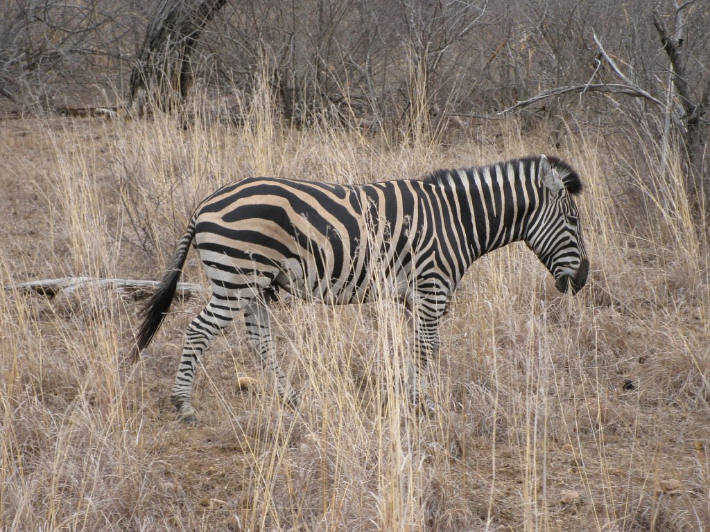 Zebra