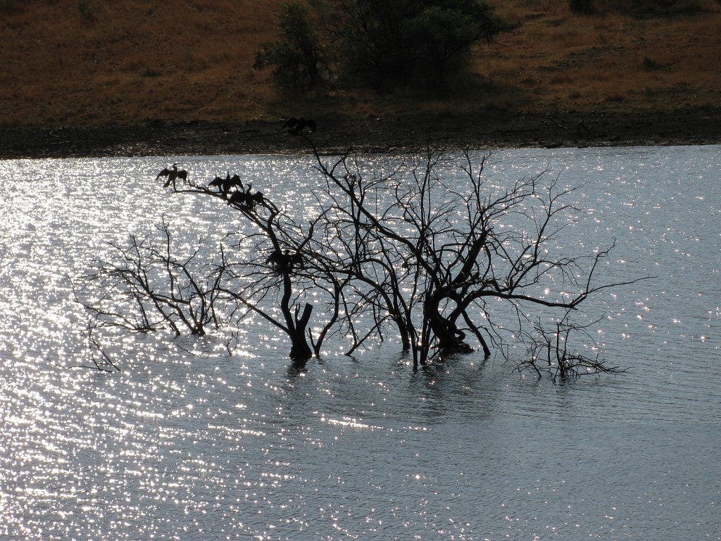 Waterfowls
