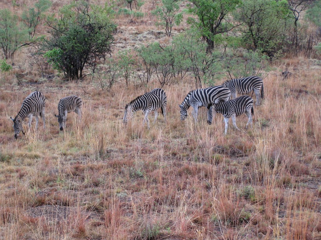 Zebras