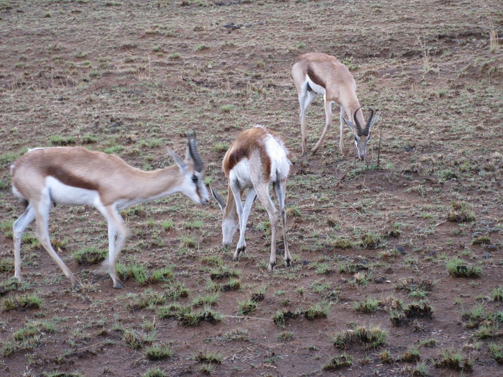 Springbok, the national symbol of South Africa