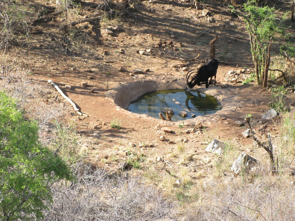 Water hole below the terrace of the lodge