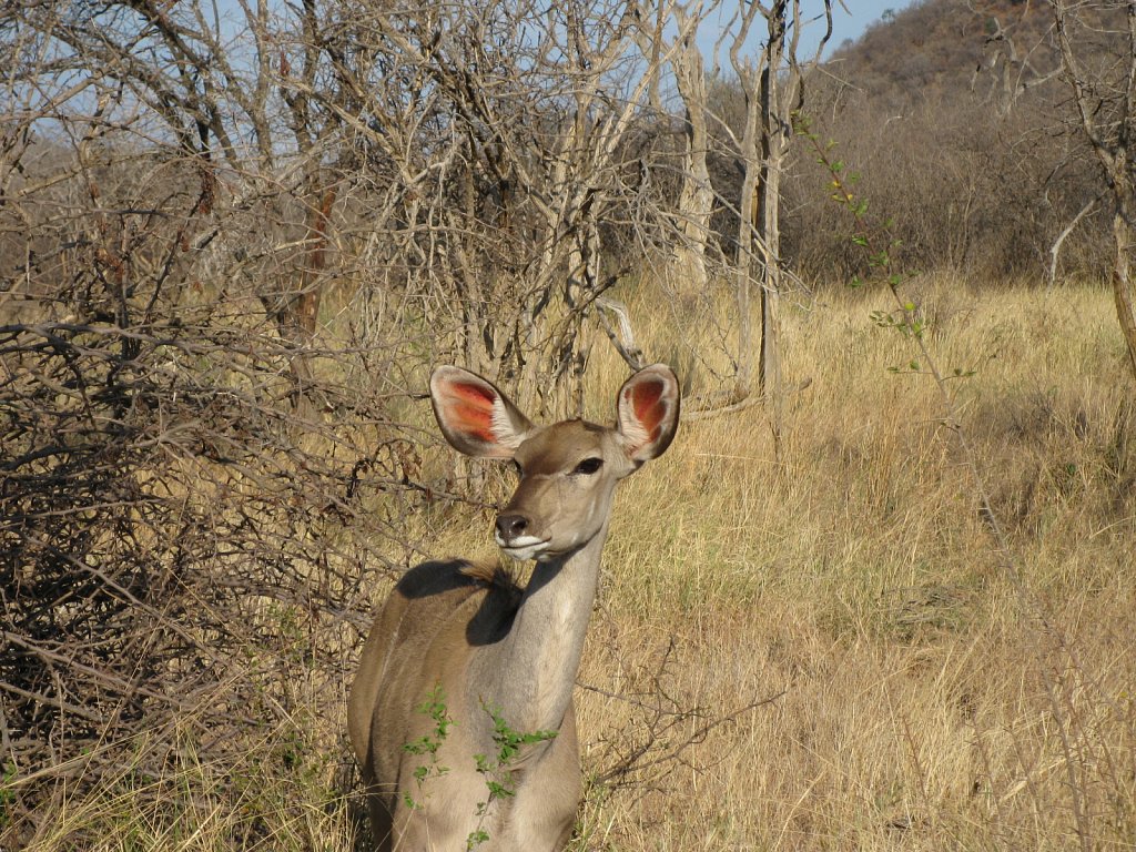 Kudu