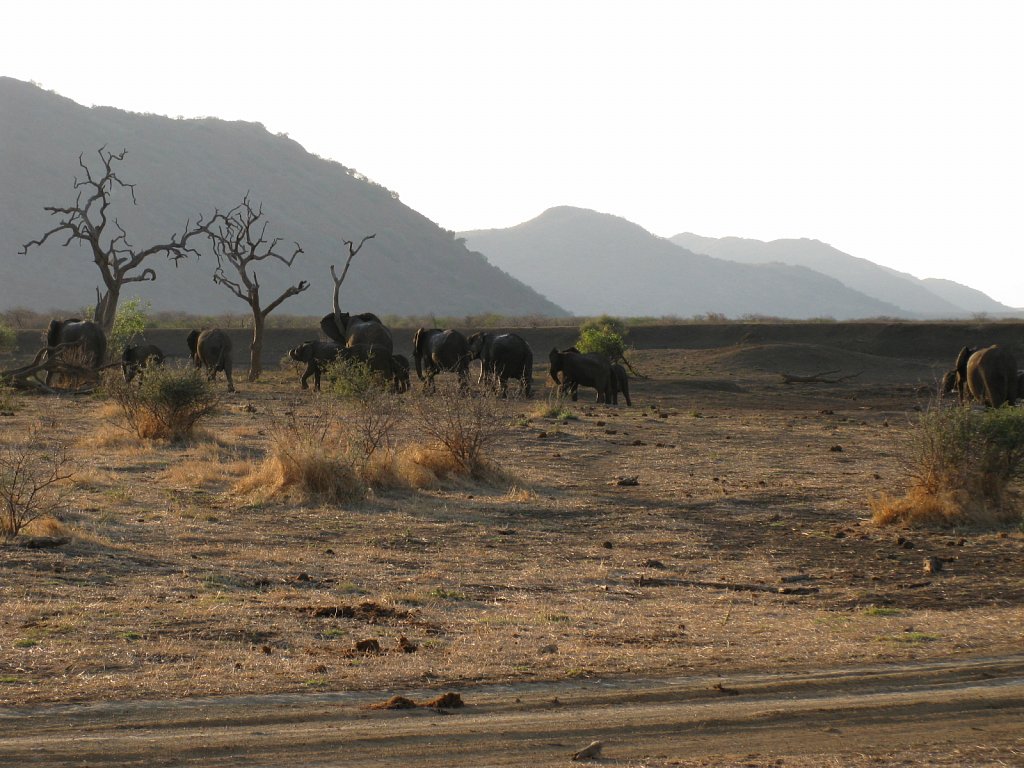 Elephant herd