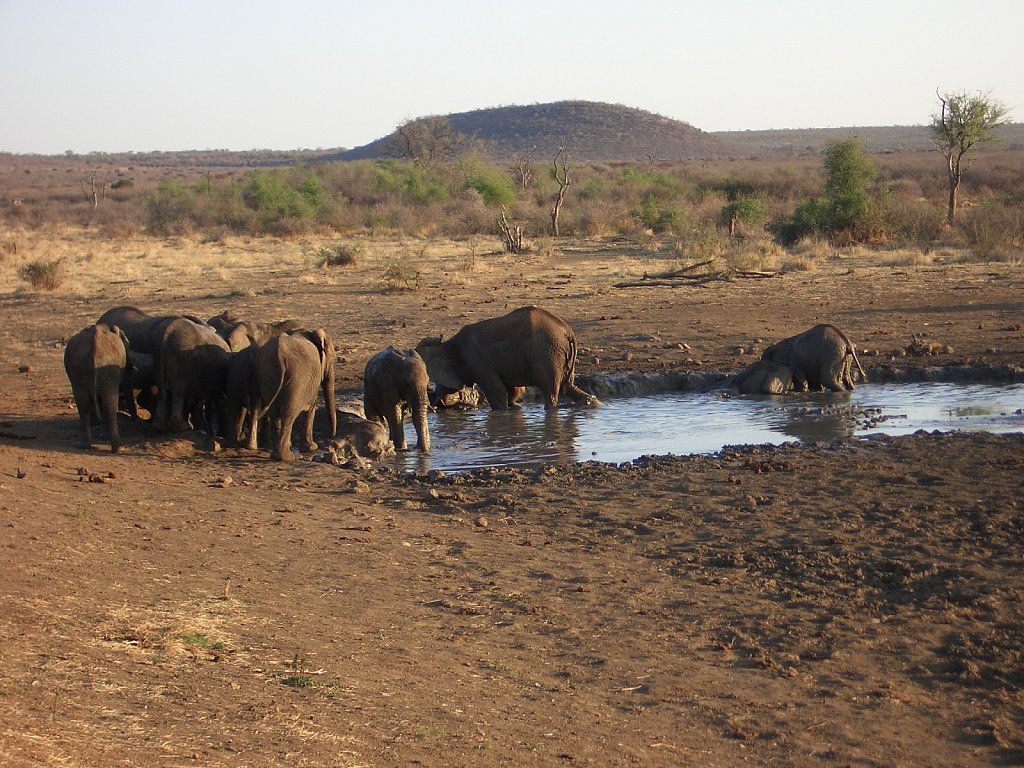 Elephants at a water hole