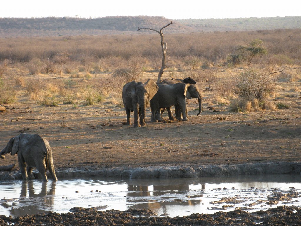 Elephants at a water hole