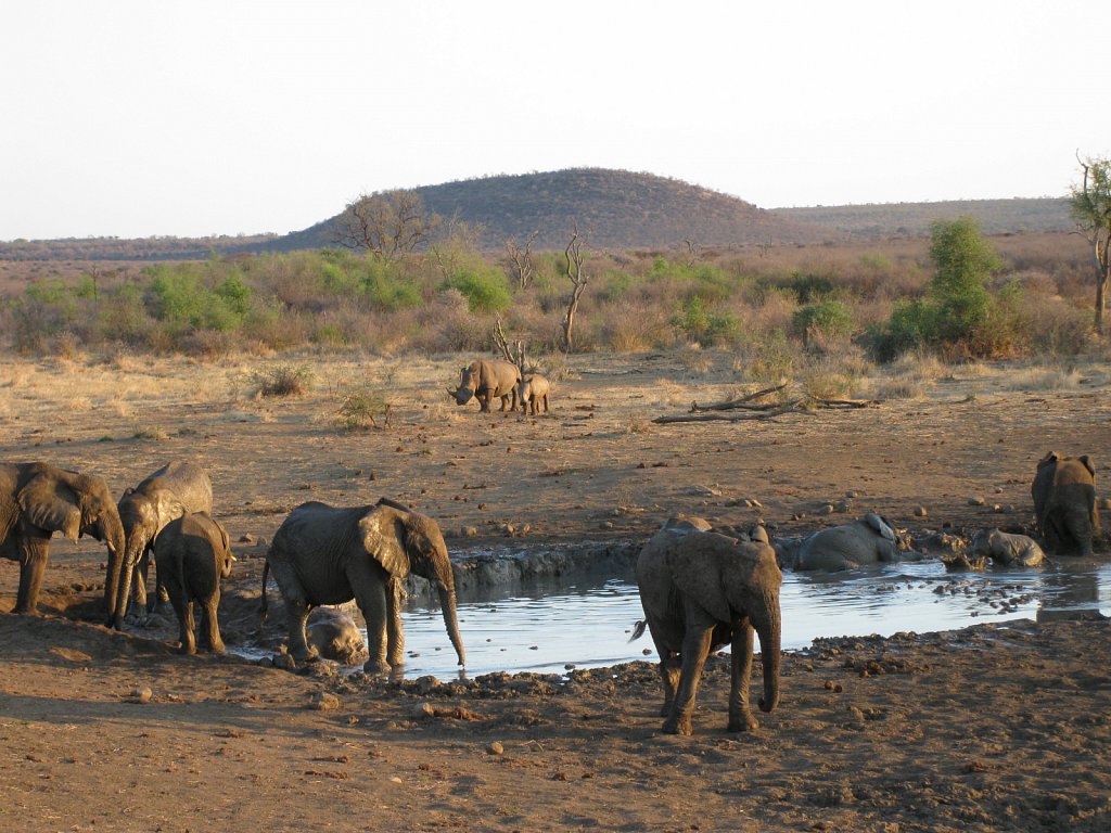 Rhinos and elephants at a waterhole