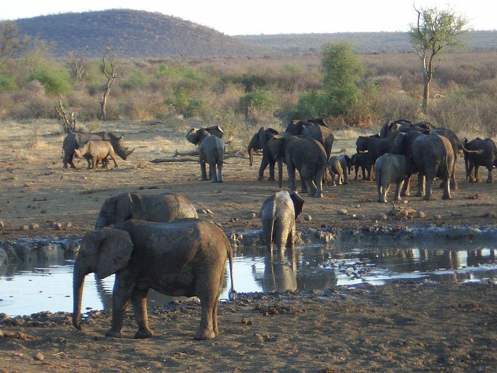 Elephants defend the water hole and their baby before the rhinos