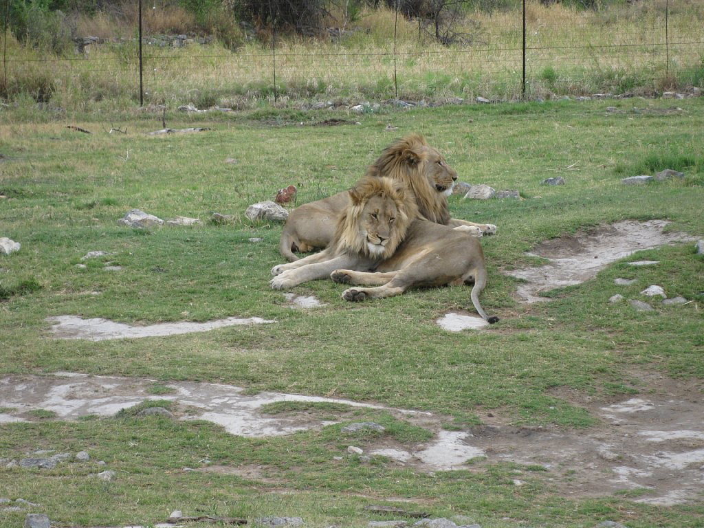 2 lion brothers