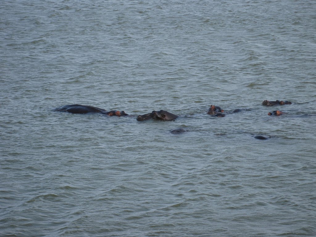 Hippos