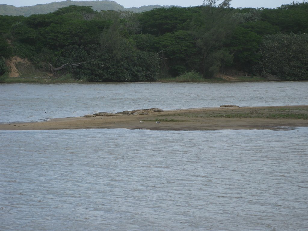 Crocodiles on a sand bank