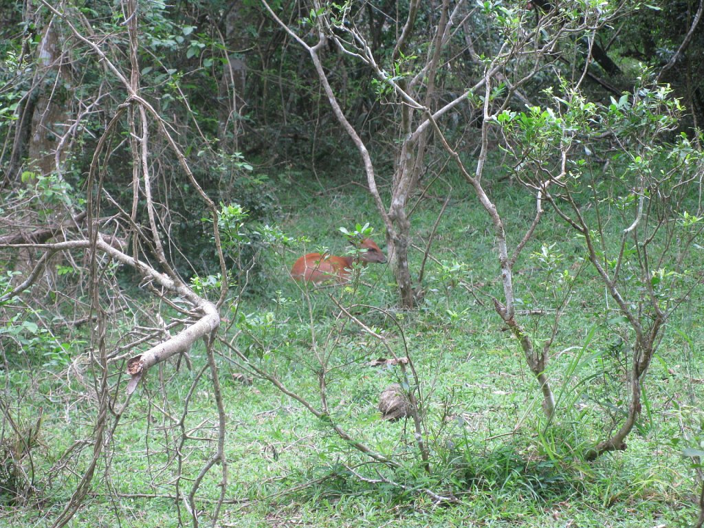 Duiker