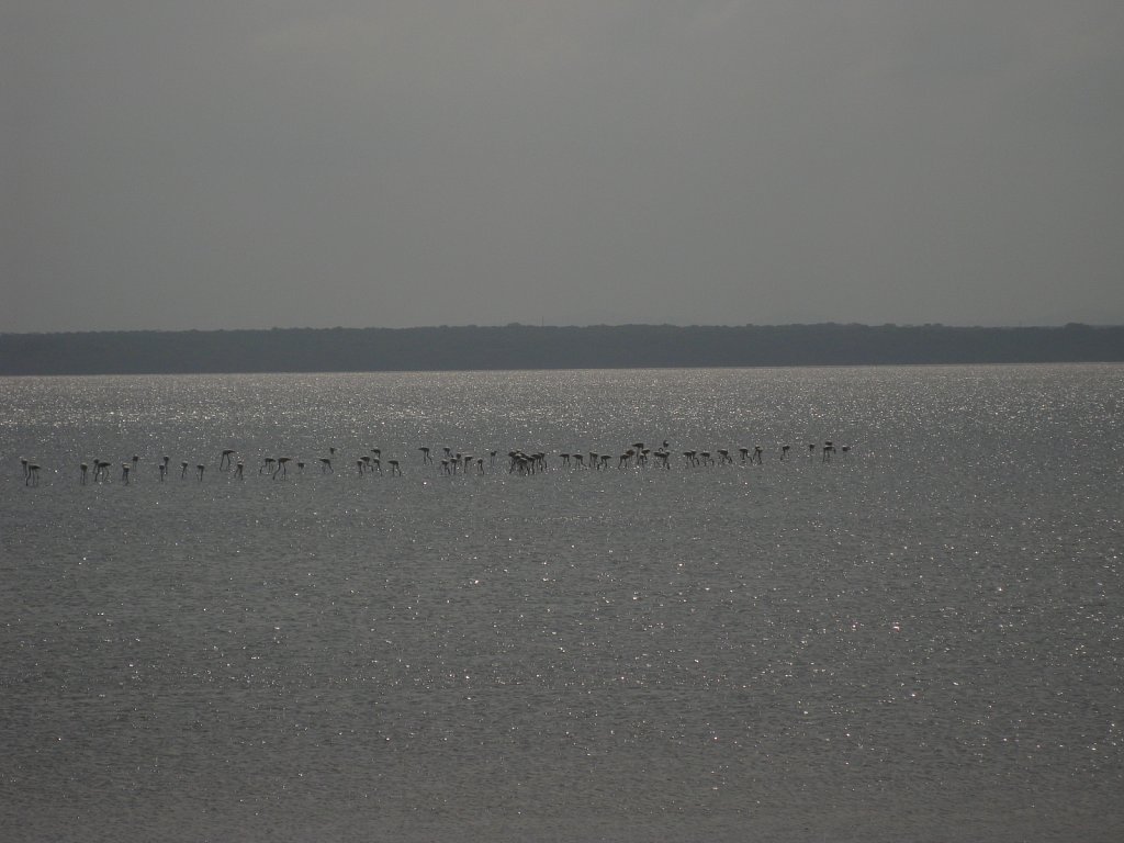 Flamingos