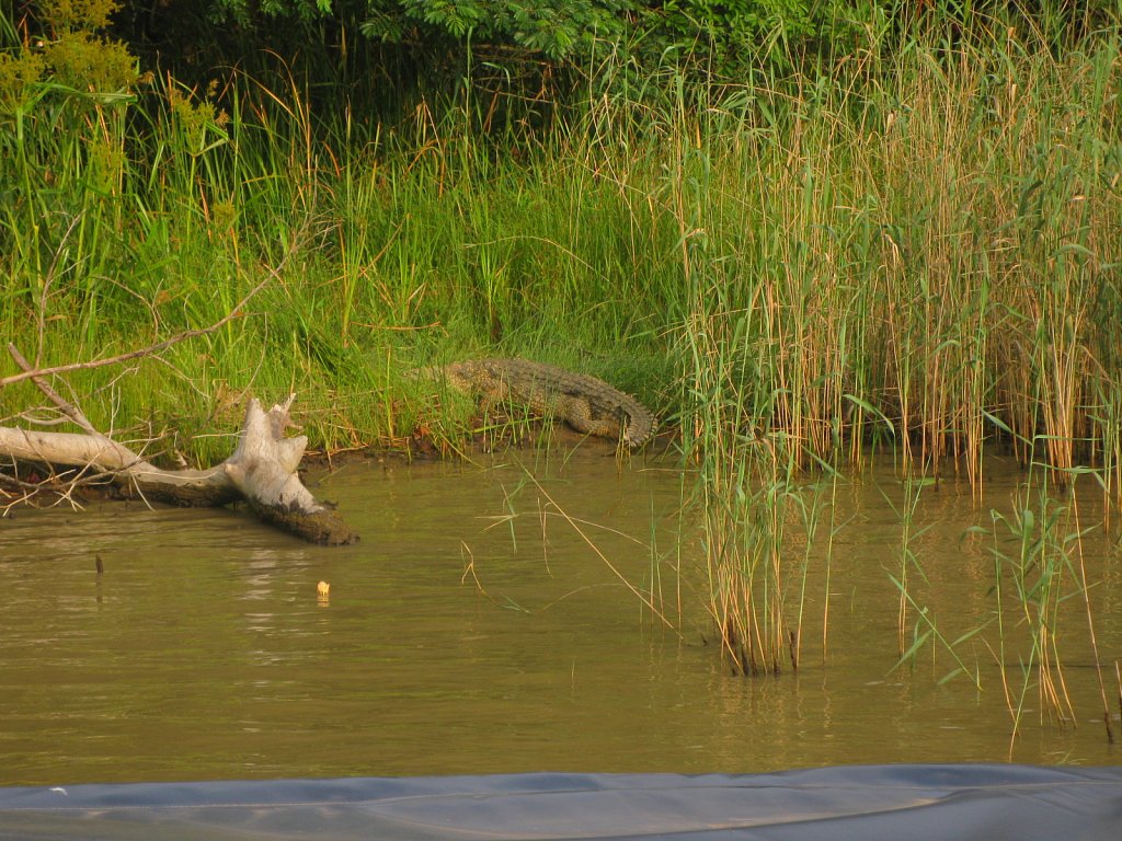 Crocodile