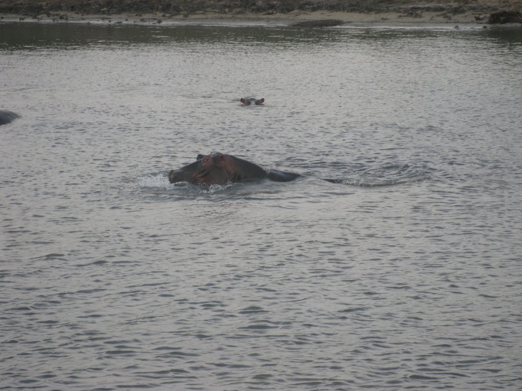 Hippos