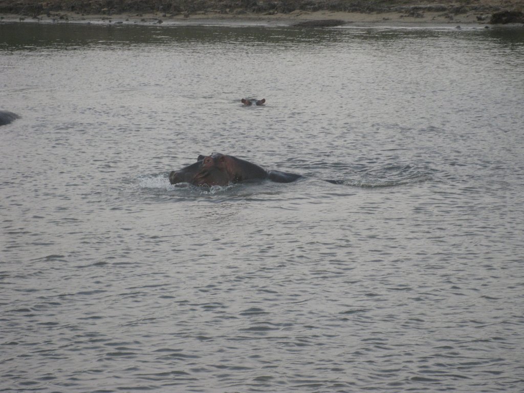 Hippos