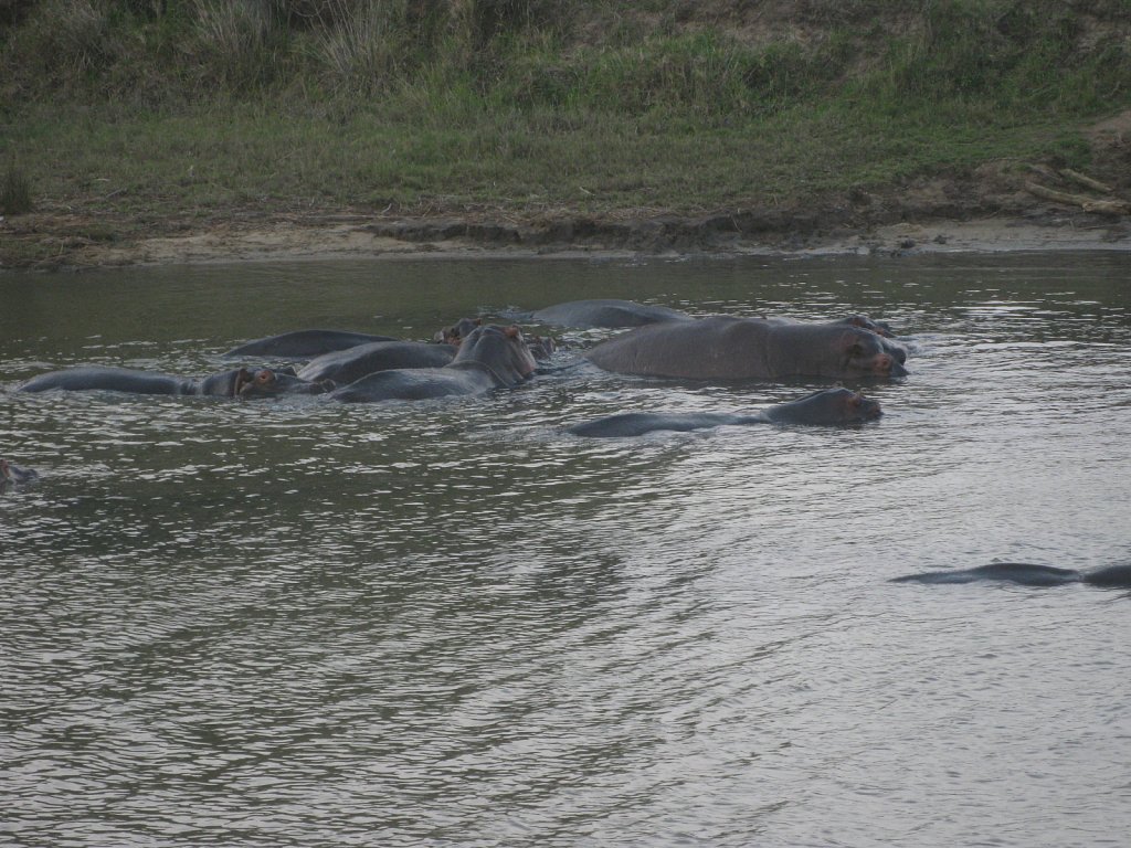 Hippos