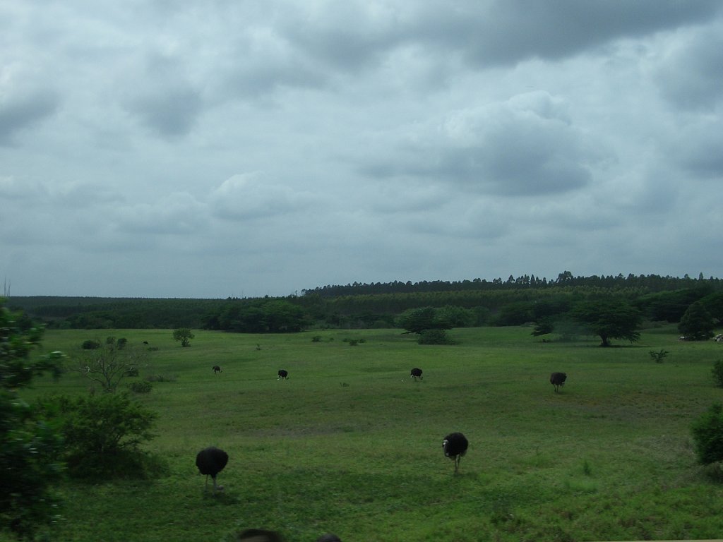 On the way to Royal Natal National Park: Ostrichs