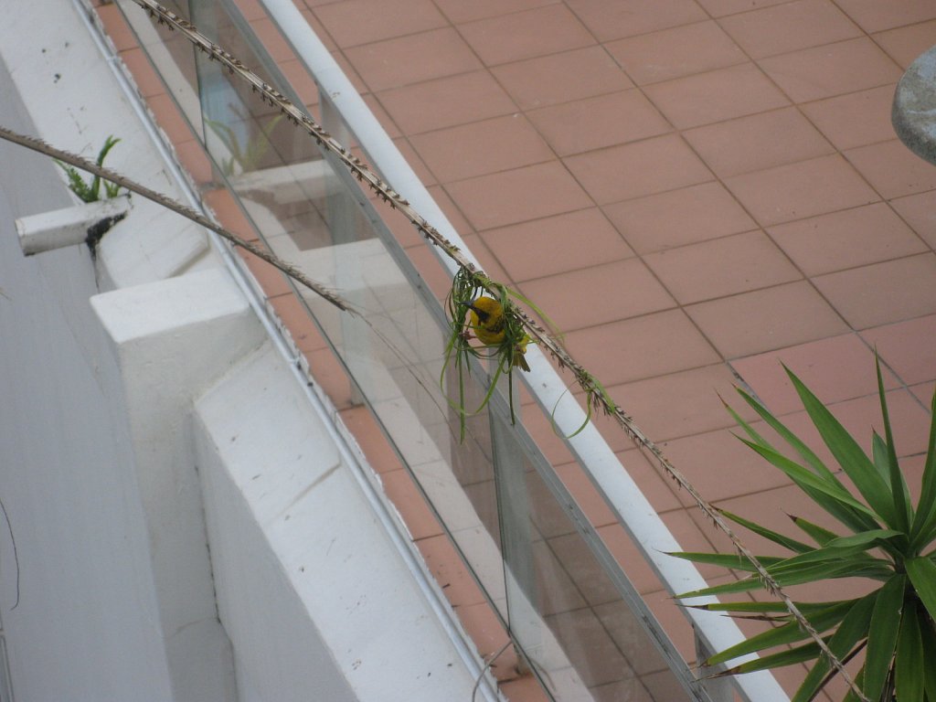 Weavers (Ploceidae)