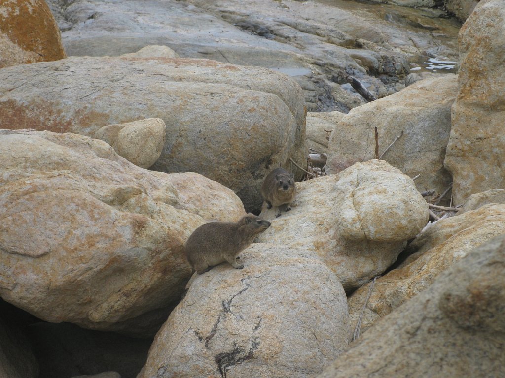 Dassies