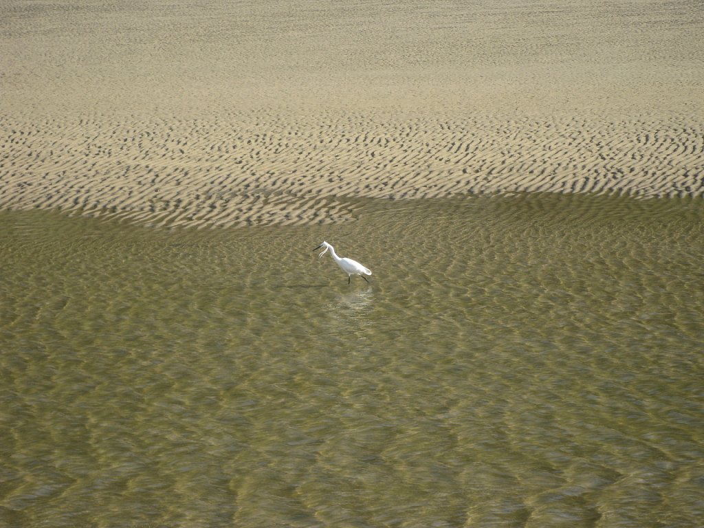 Waterbird