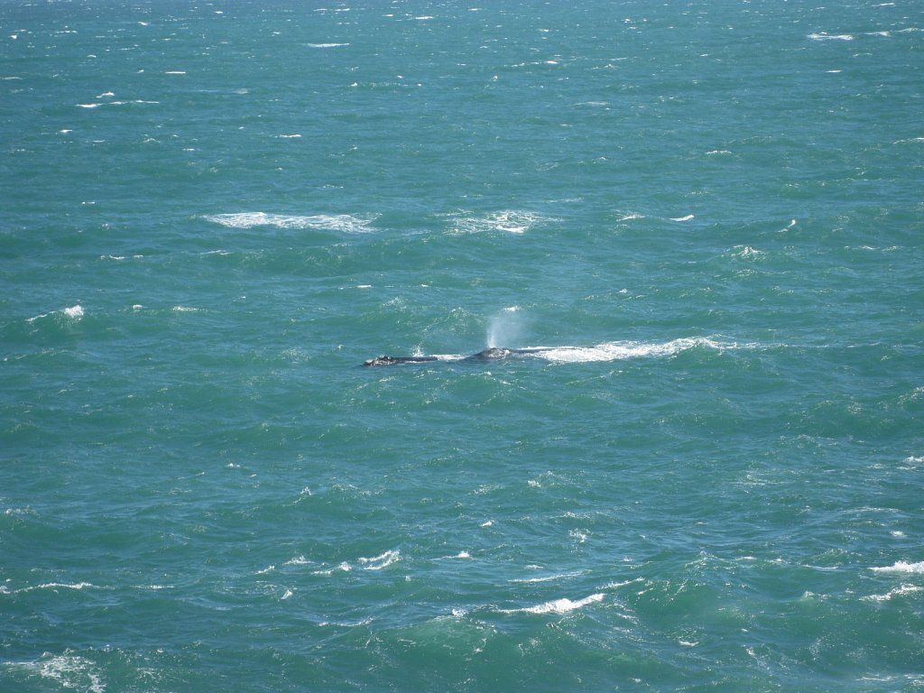 Whale near the coast