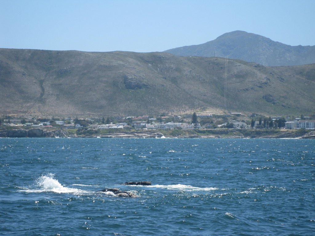 Southern Right Whales