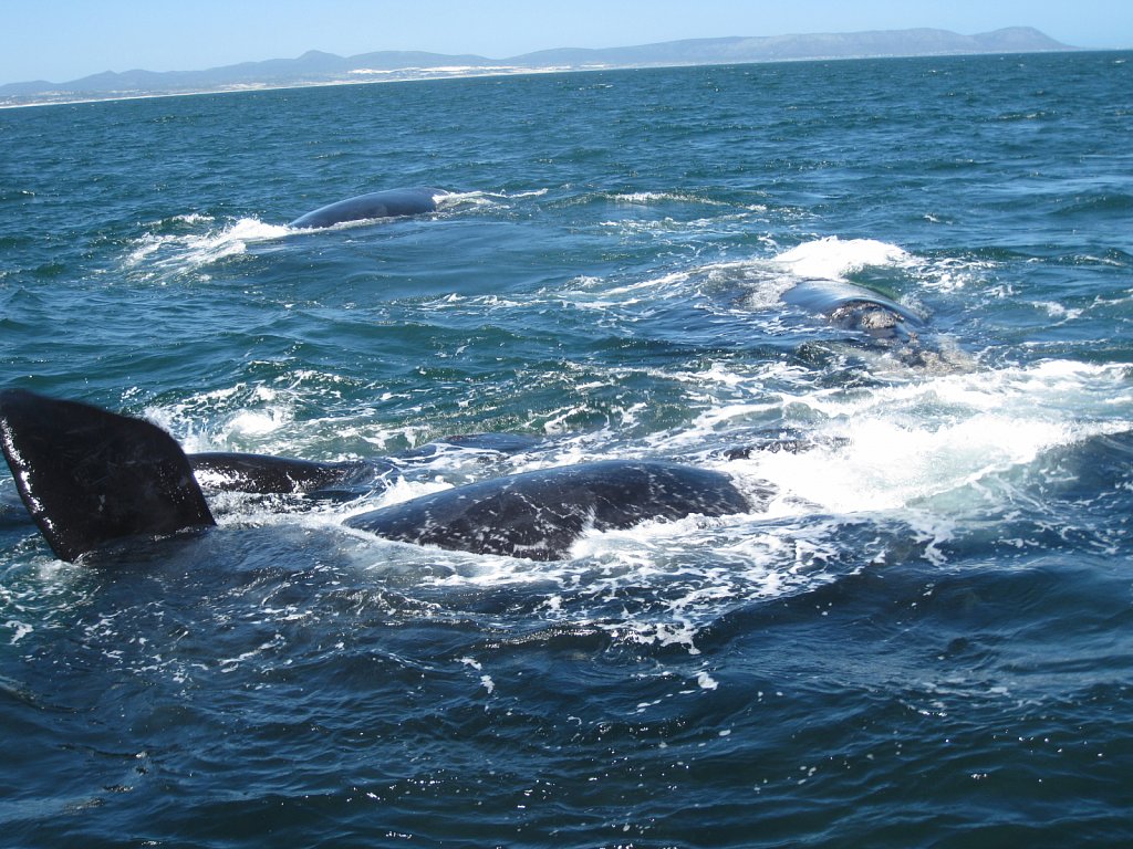 Group of whales near the boat