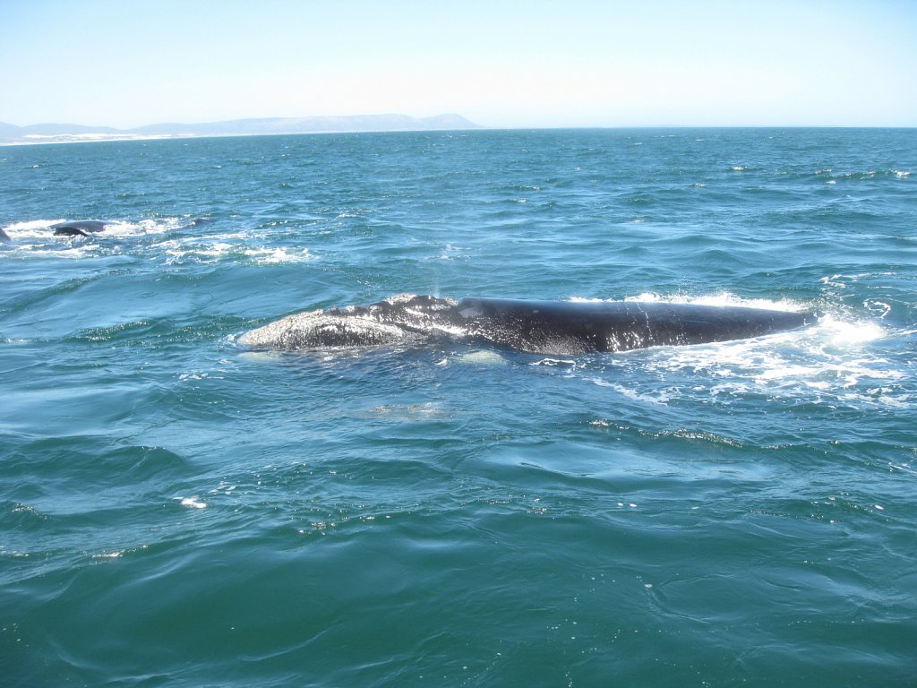 Southern Right Whale: Up to 18 m in length and 80 tons in weight