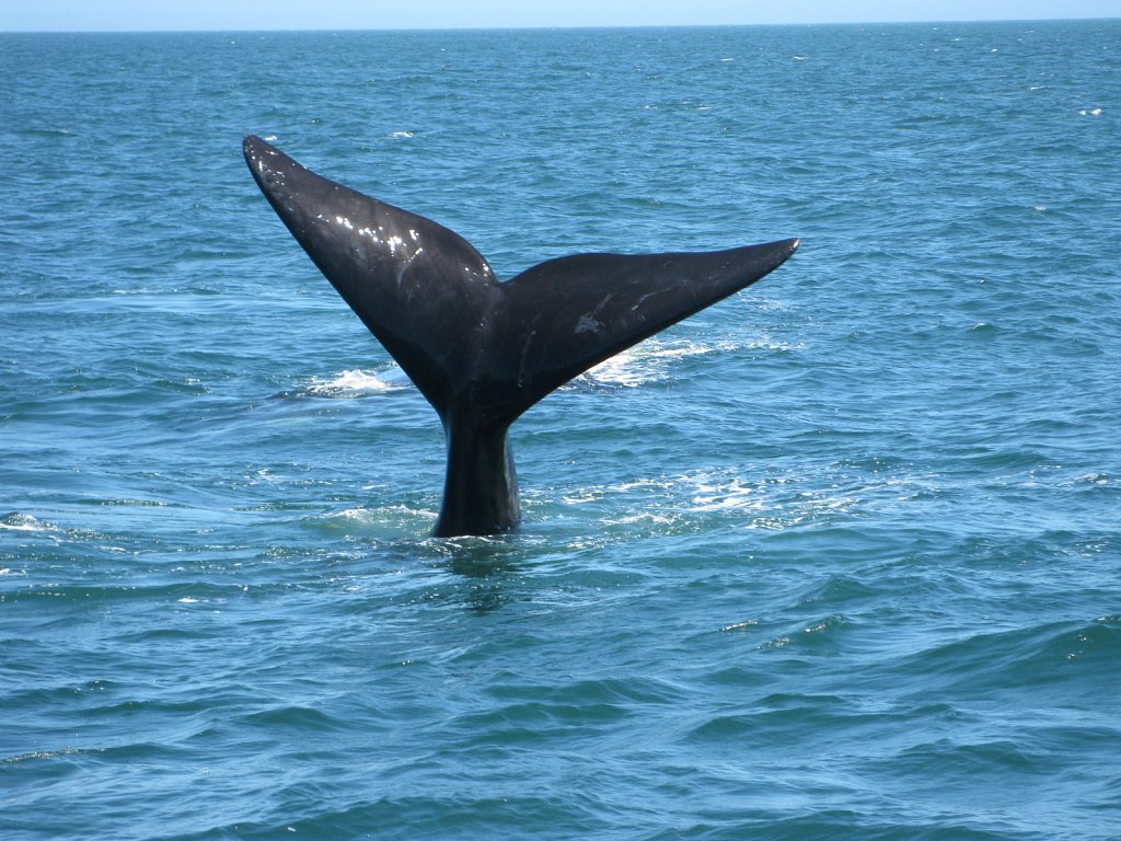 Fin of a Southern Right Whale