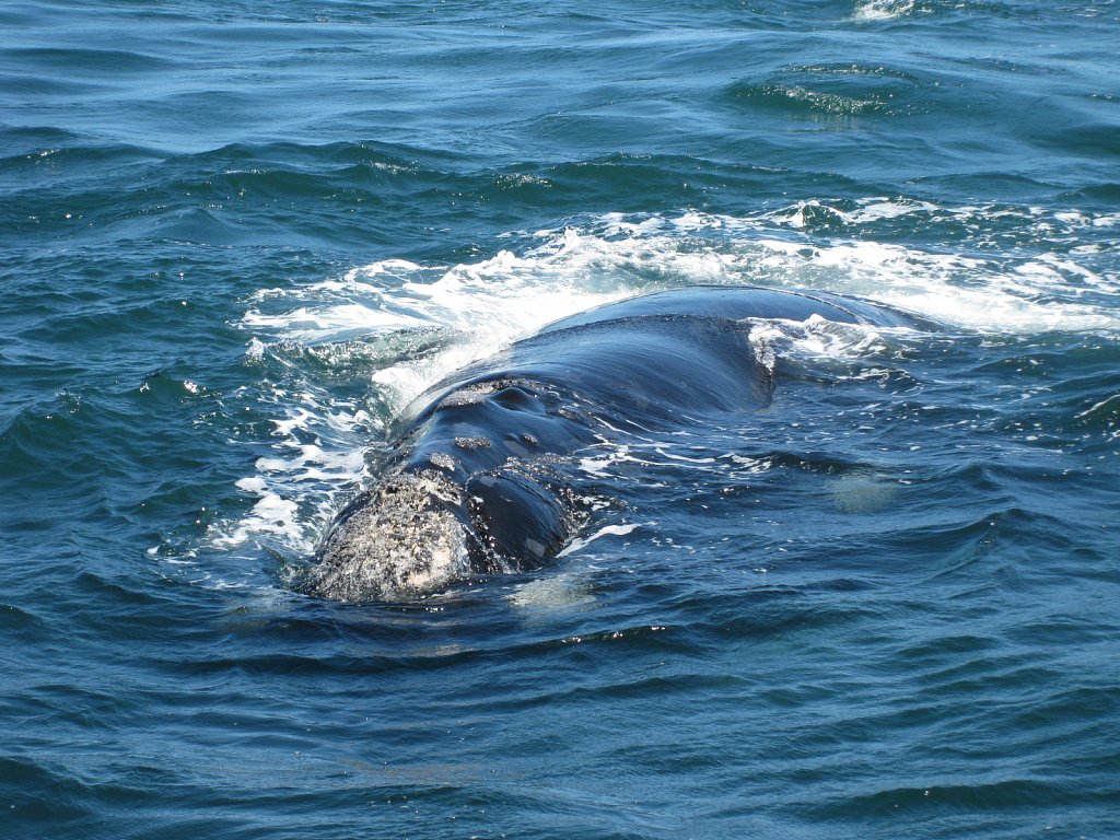 Southern Right Whale