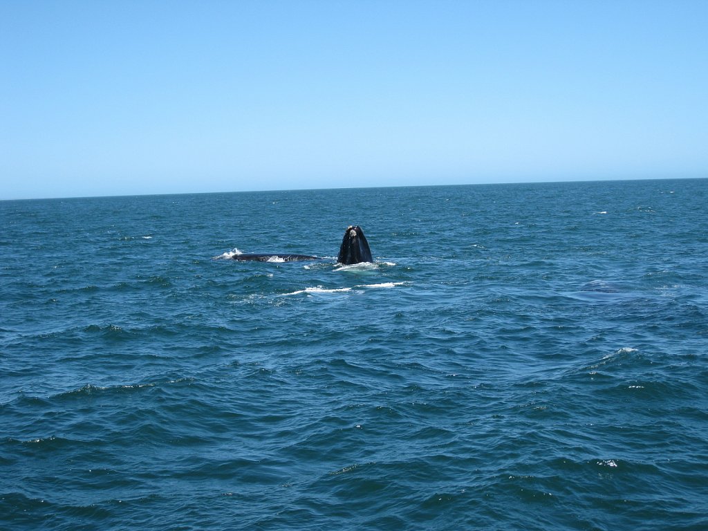 Southern Right Whale