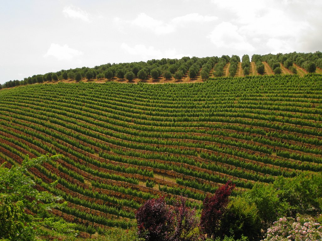Olive grove and vinyard of winery Tokara
