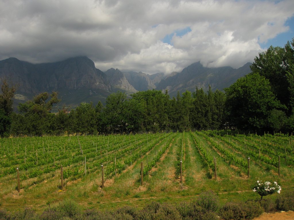Wineyard of winery Thelema