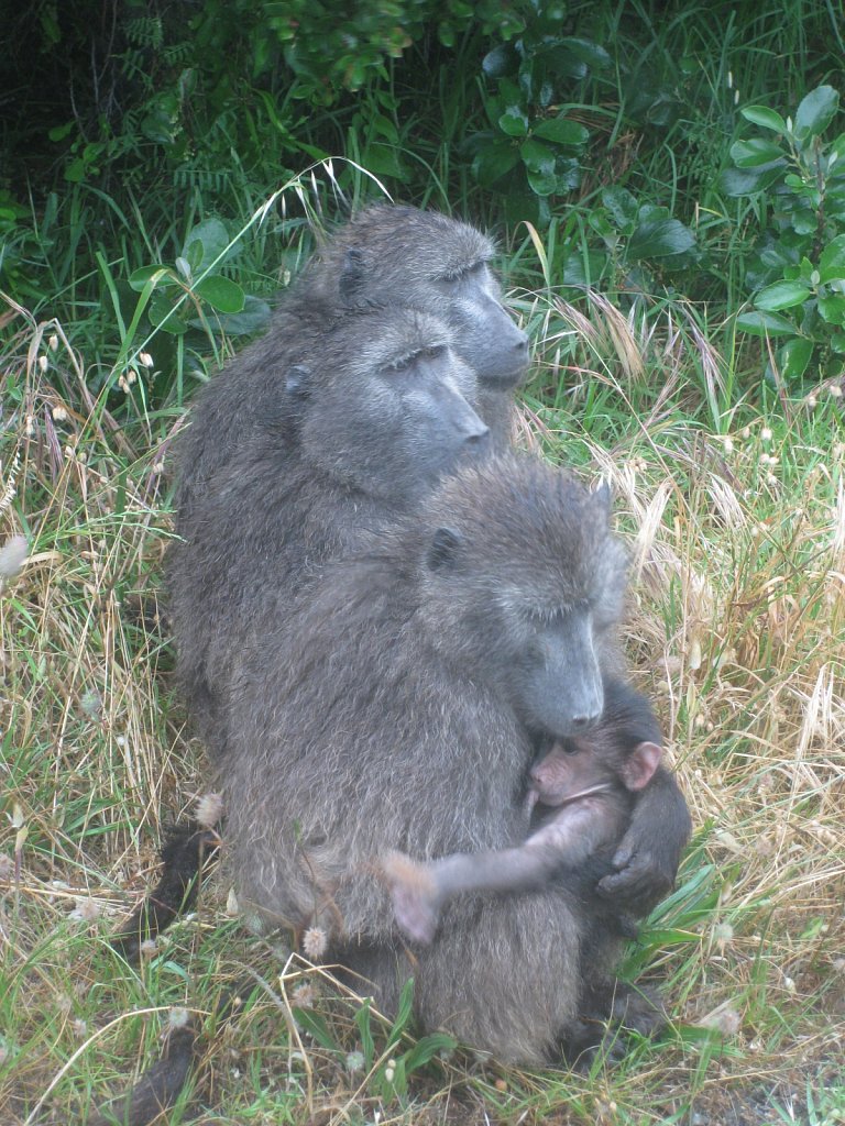 Baboon