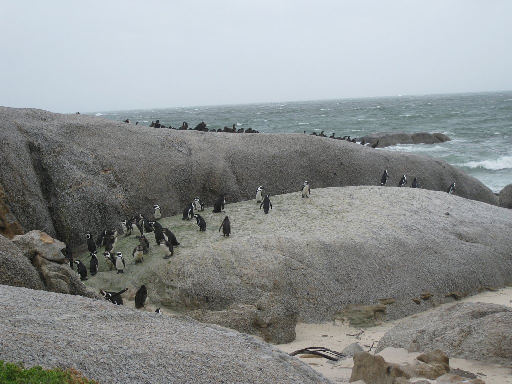 Penguin colony at the cape