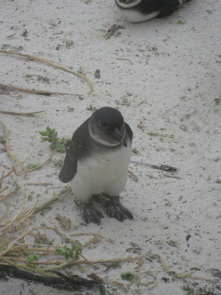 Baby penguin