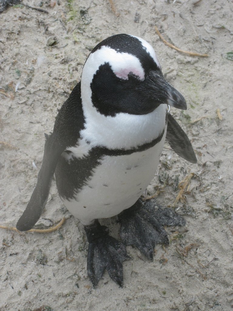 Penguin