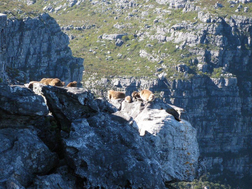 Dassies
