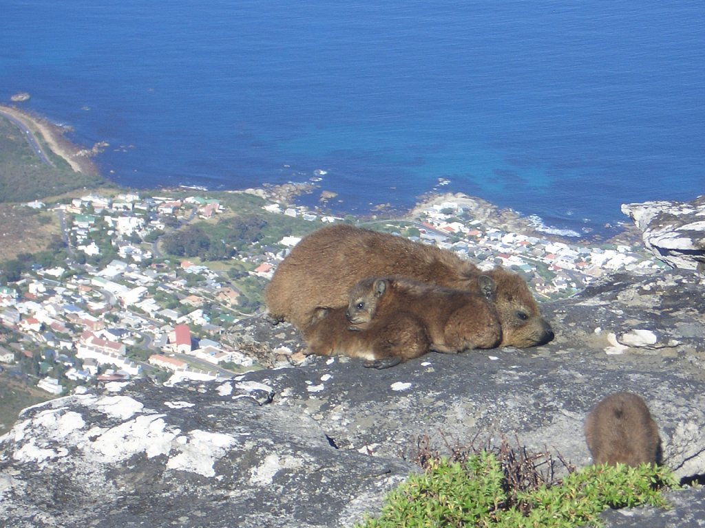 Dassies on Table Mountain